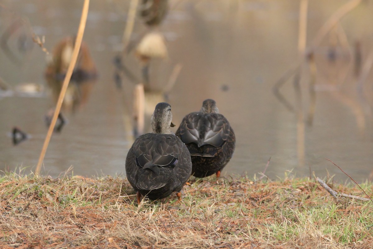 Esmer Ördek - ML646863359