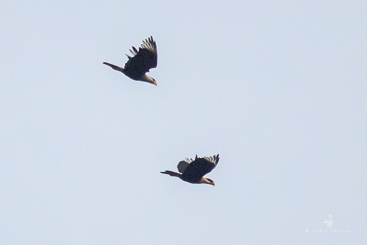 Crested Caracara - ML646863360