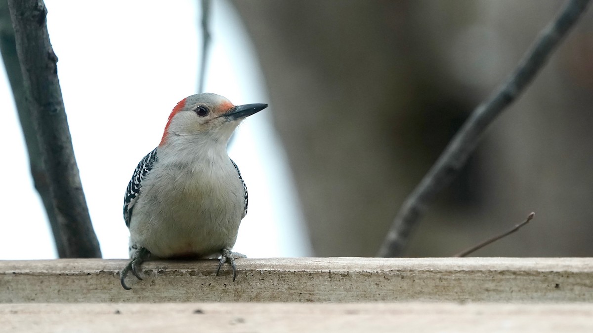 Red-bellied Woodpecker - ML646863362