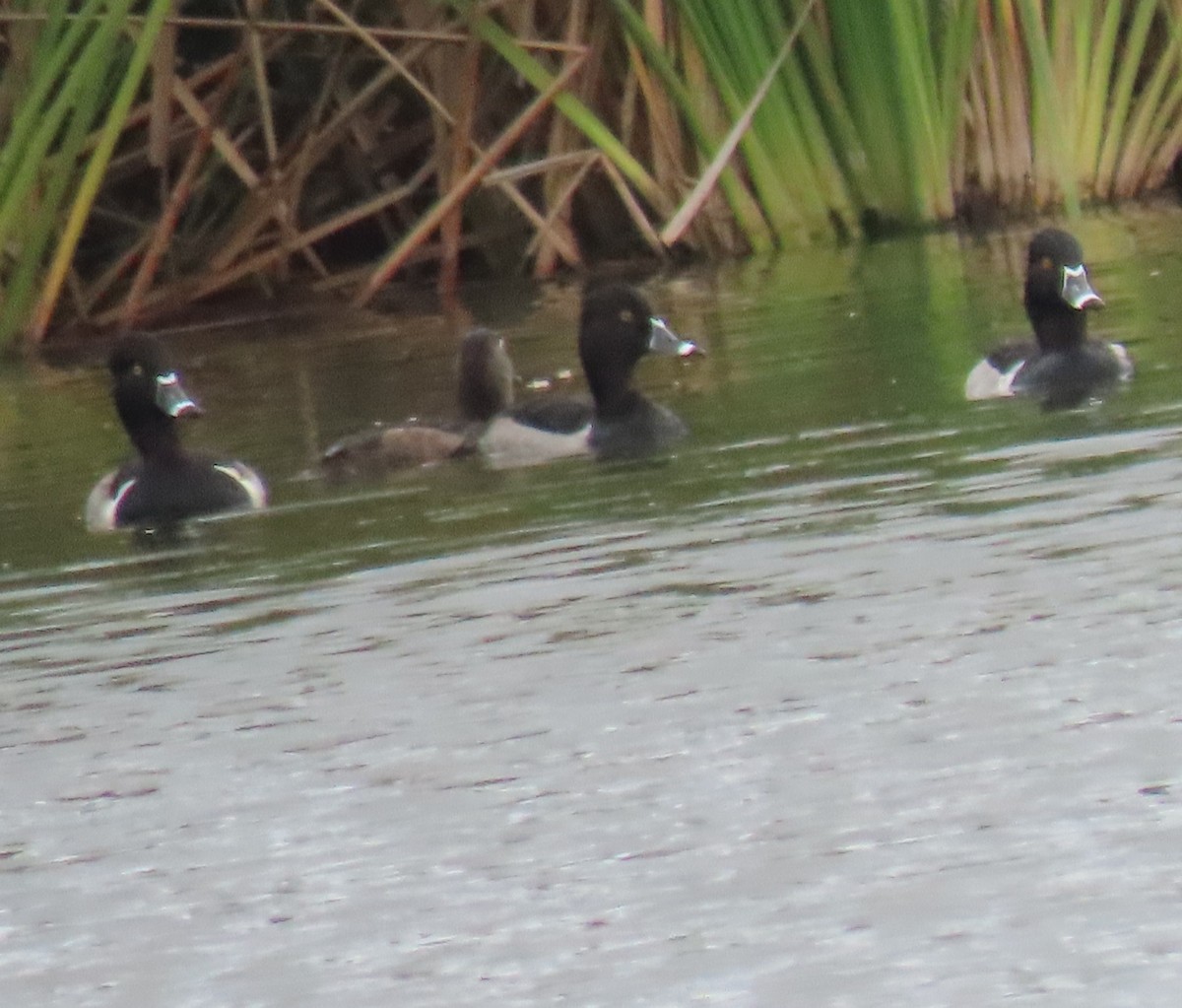 Ring-necked Duck - ML646863364