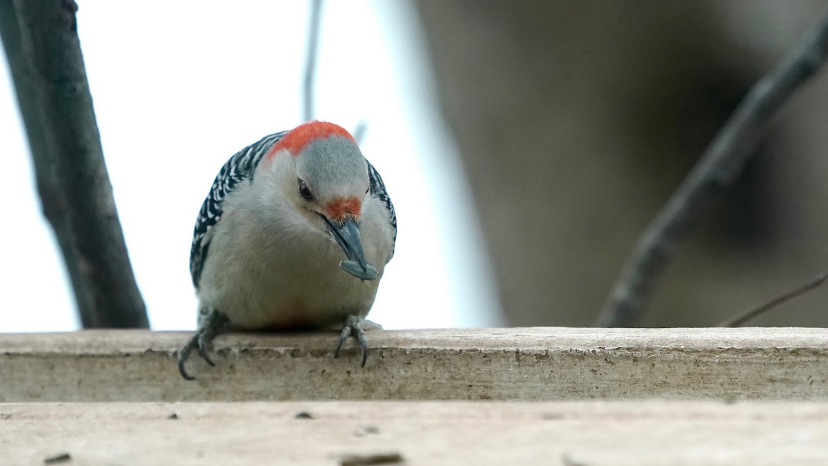 Red-bellied Woodpecker - ML646863367