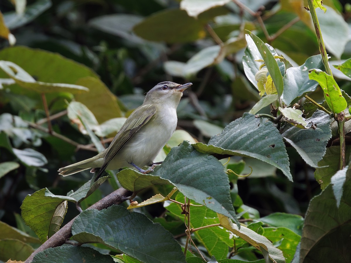 Kızıl Gözlü Vireo - ML646863368