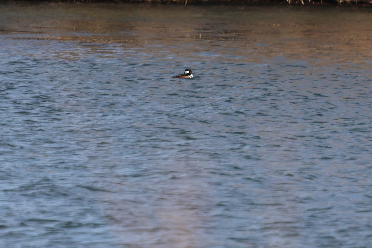 Serreta Capuchona - ML646863371