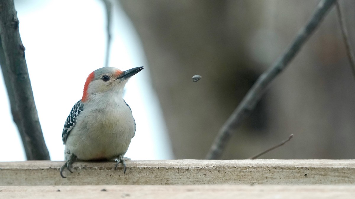Red-bellied Woodpecker - ML646863372