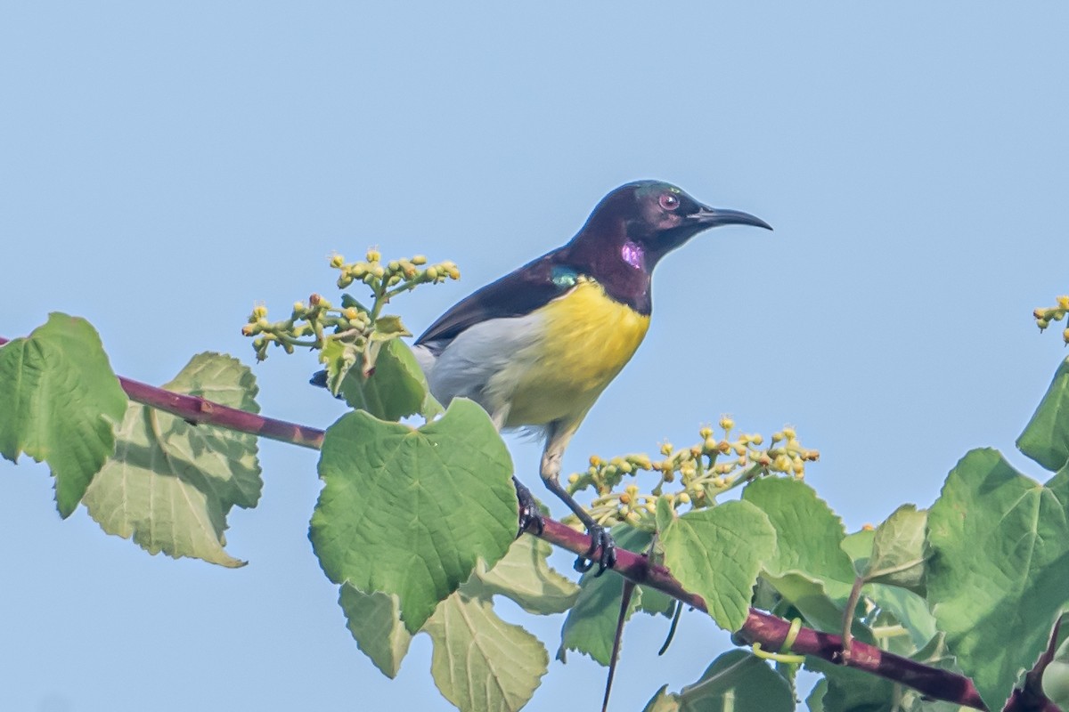 Suimanga Cingalés - ML646863373