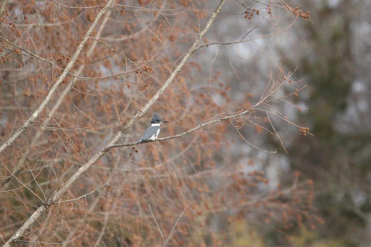 Kuşaklı Yalıçapkını - ML646863374