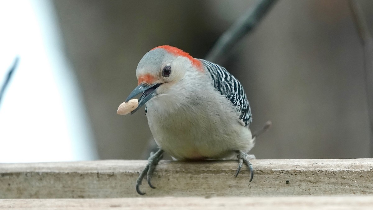 Red-bellied Woodpecker - ML646863375