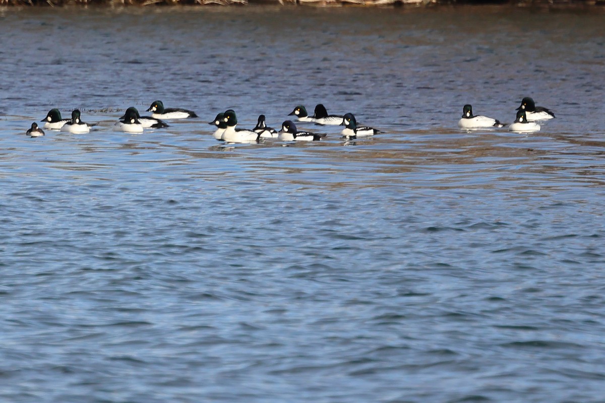 Barrow's Goldeneye - ML646863376