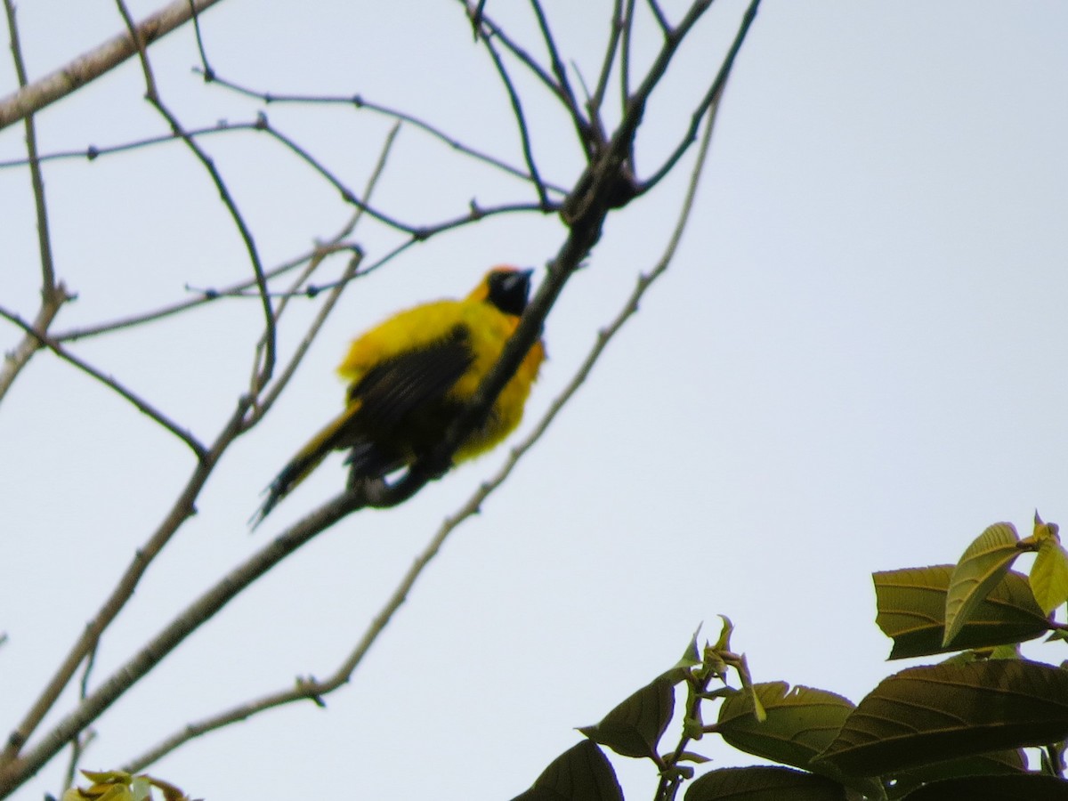 Turpial Coliamarillo - ML646863377