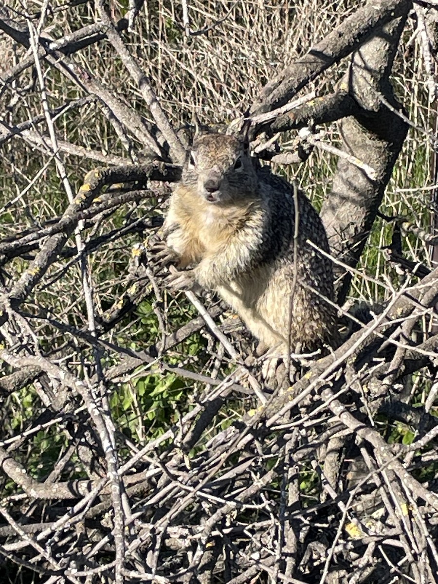 סנאי קרקע קליפורני - ML646863378