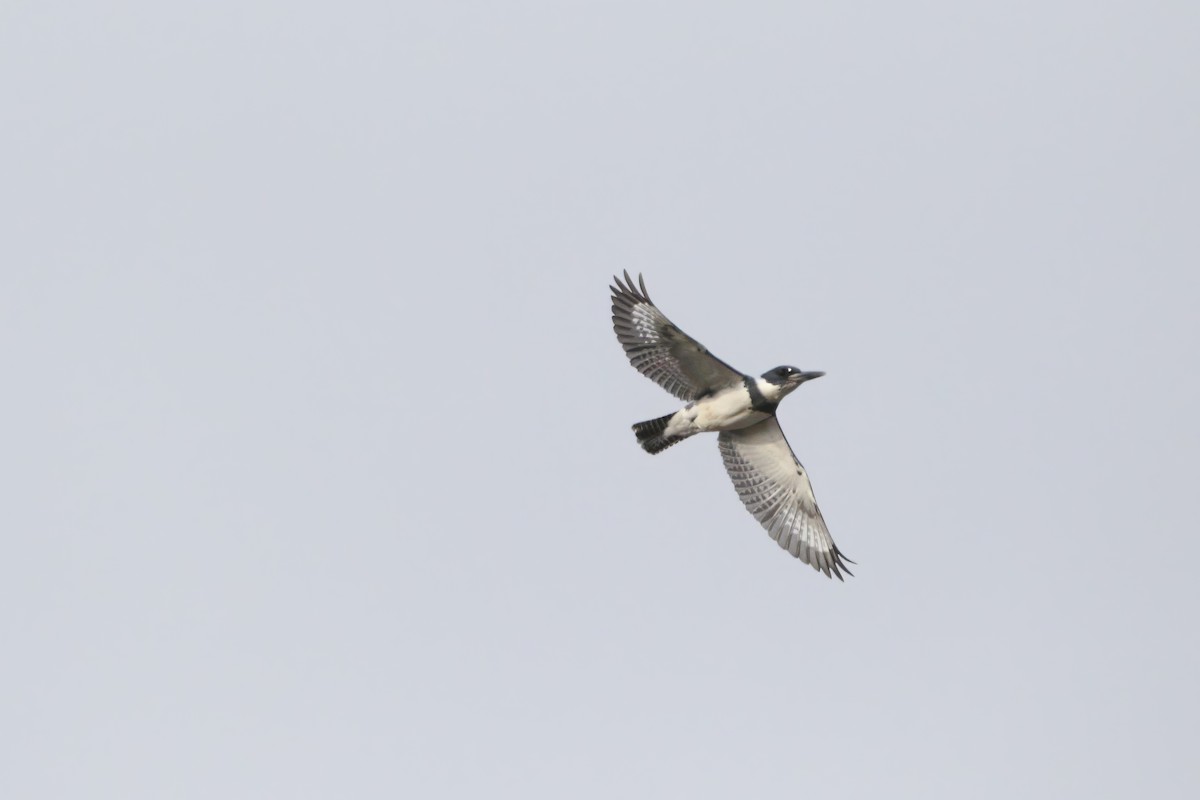 Kuşaklı Yalıçapkını - ML646863382