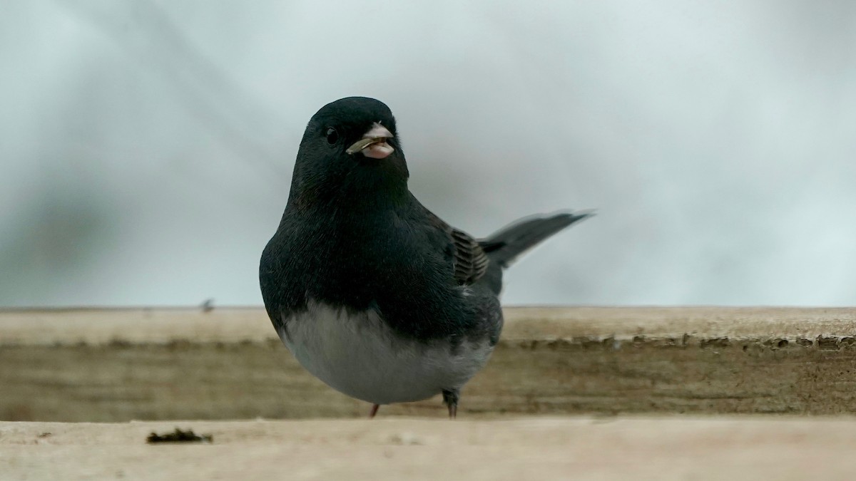 Dark-eyed Junco - ML646863384