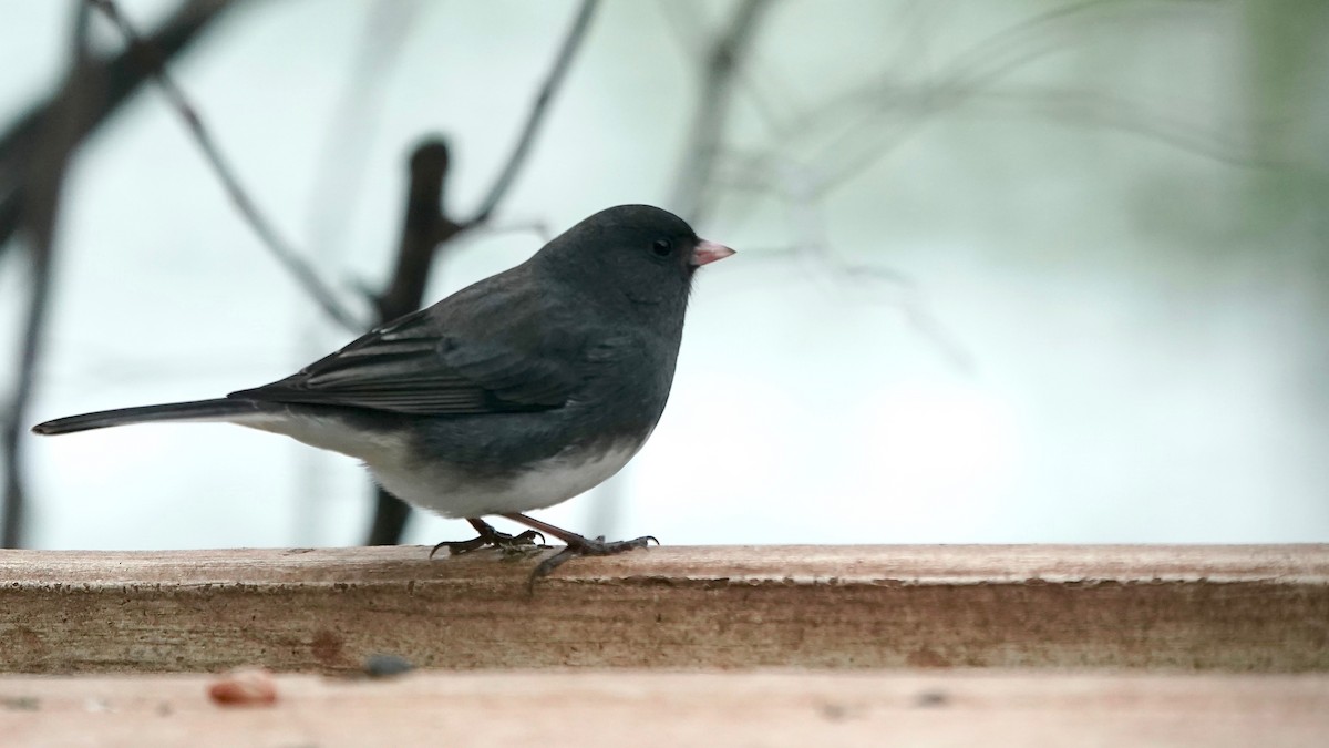 Dark-eyed Junco - ML646863387
