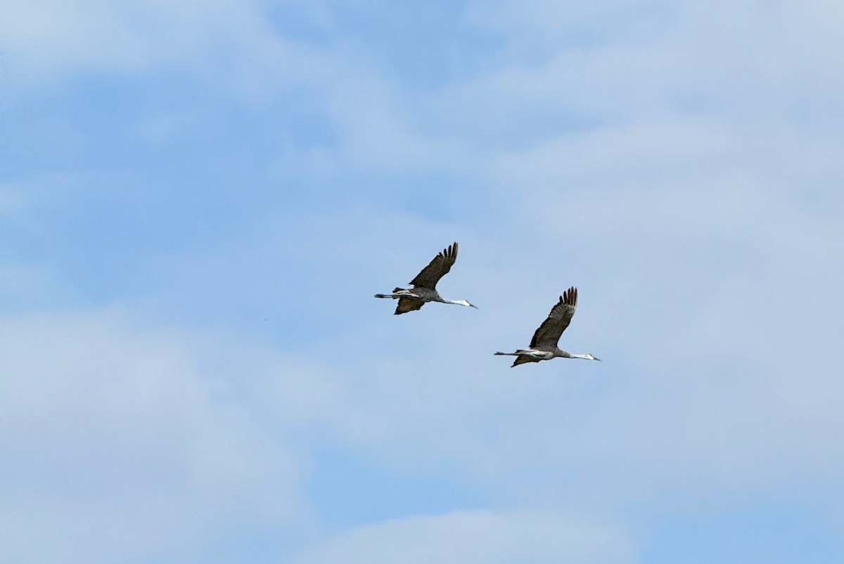 Sandhill Crane - ML646863388