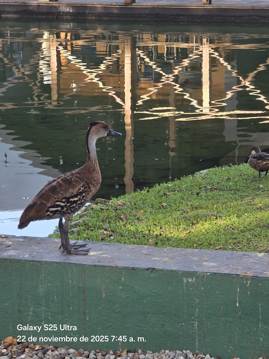 West Indian Whistling-Duck - ML646863389