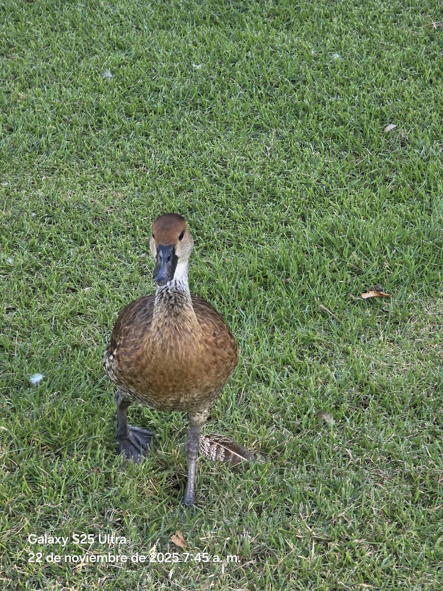 West Indian Whistling-Duck - ML646863390