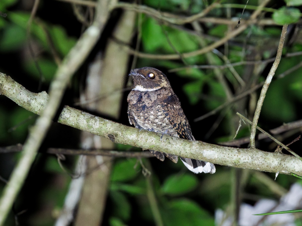 Yukatan Purvili - ML646863393