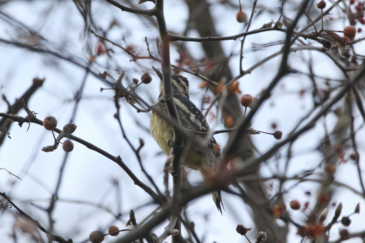 Sarı Karınlı Ağaçkakan - ML646863394