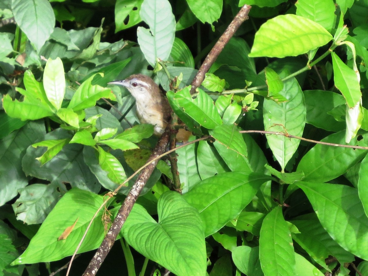 Cucarachero del Istmo - ML646863399