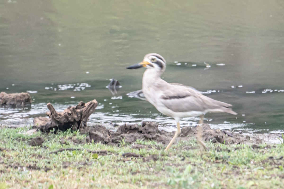 Alcaraván Piquigrueso Indio - ML646863405