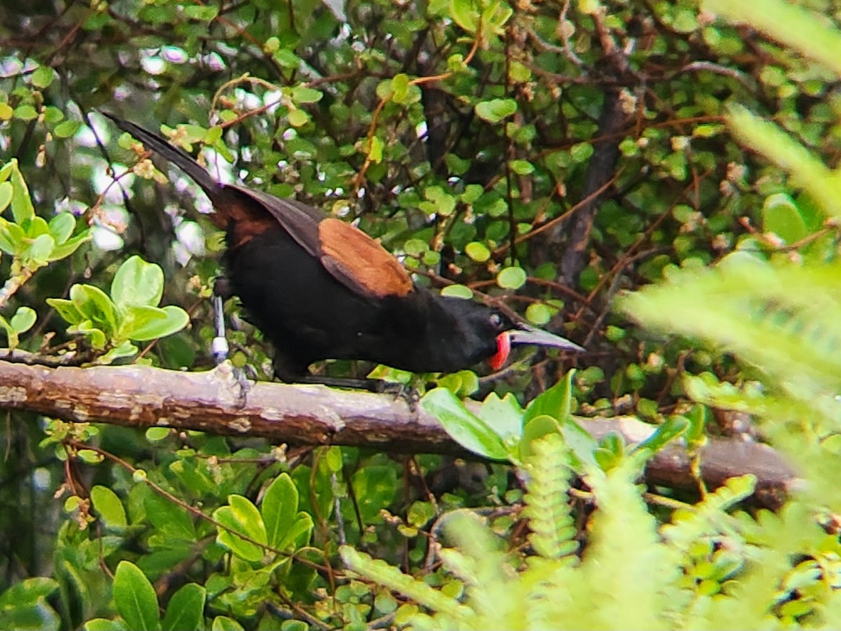 North Island Saddleback - ML646863406