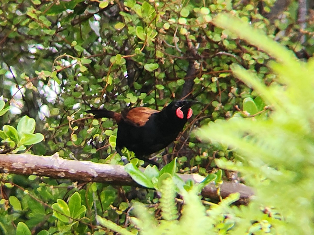 North Island Saddleback - ML646863407