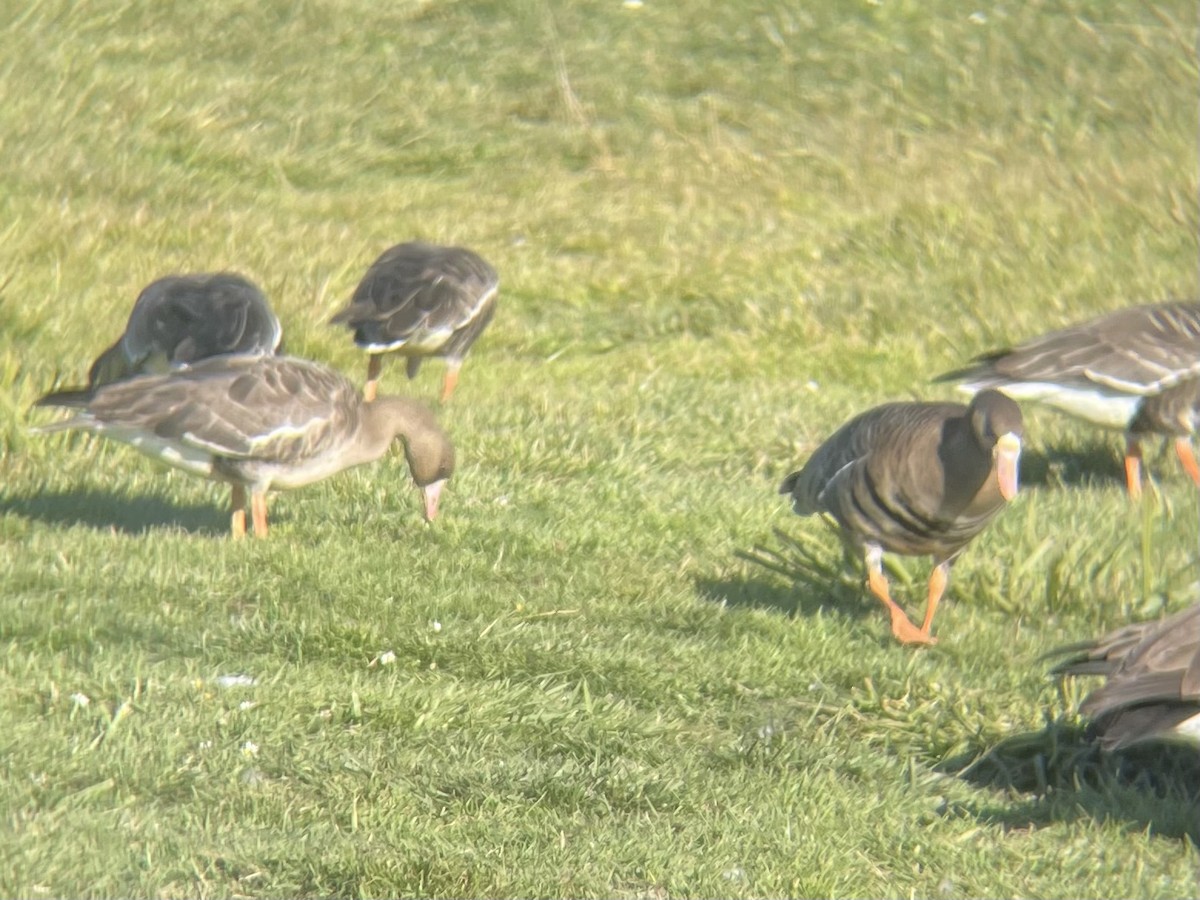 אווז לבן-מצח - ML646863412