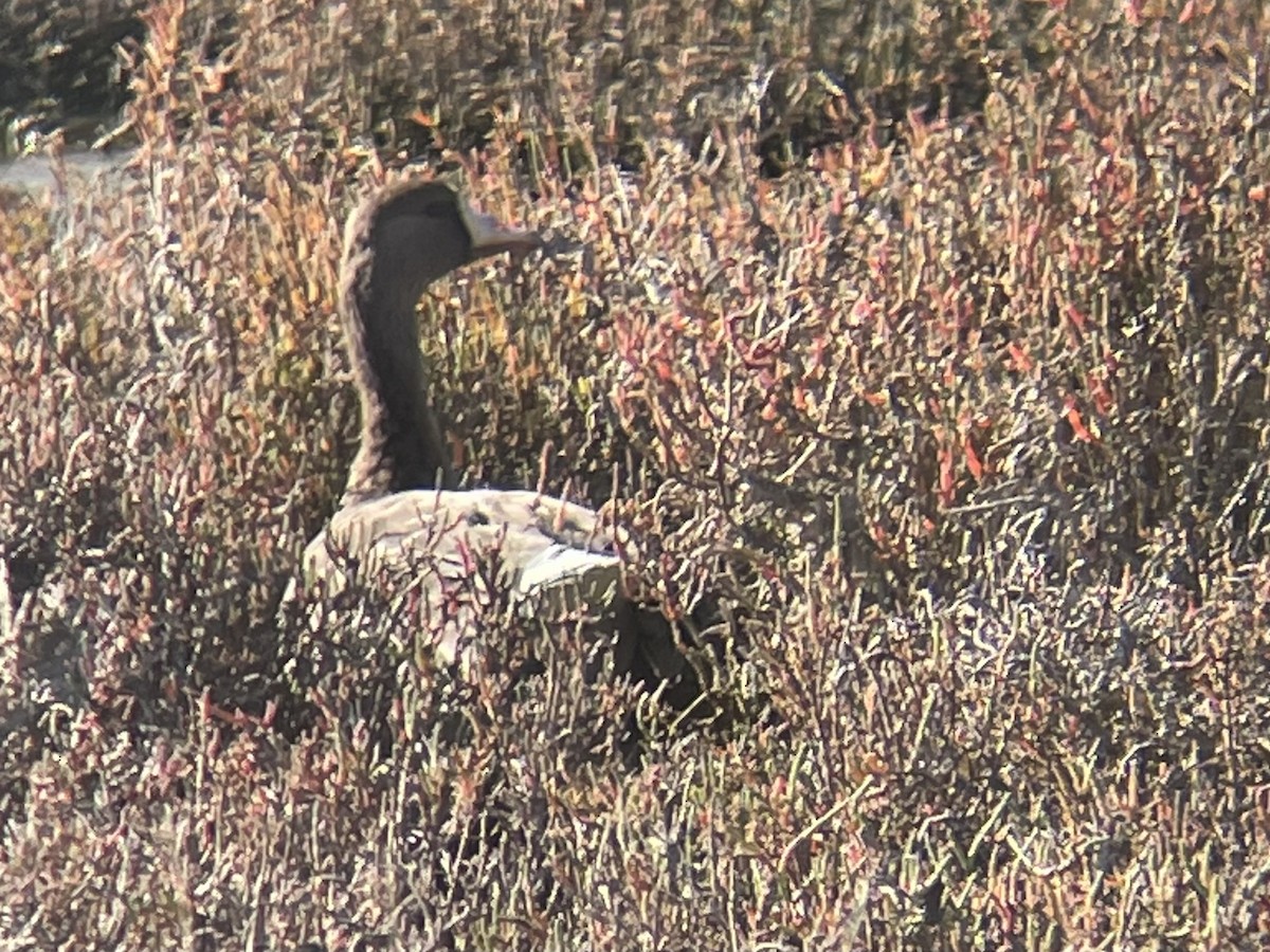 אווז לבן-מצח - ML646863413