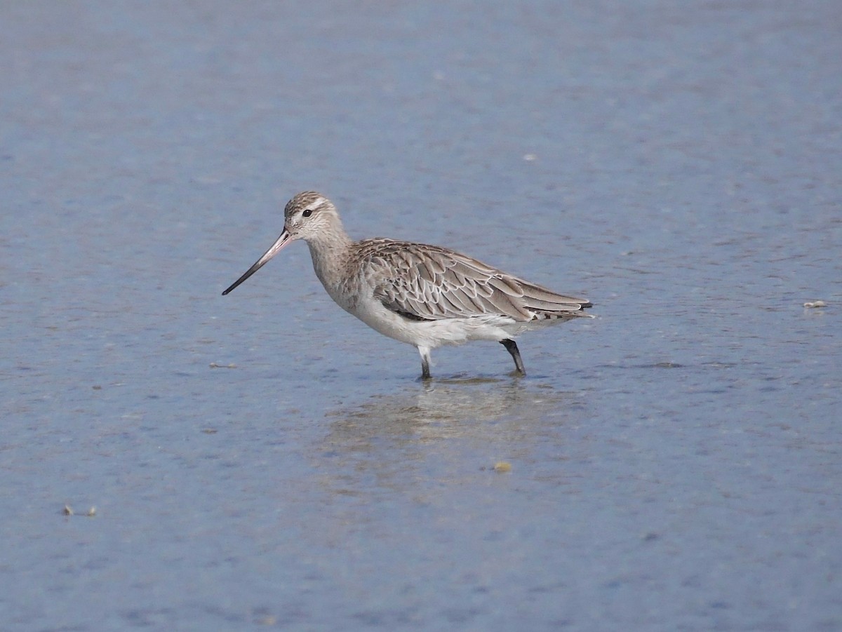 Barge rousse - ML646863415