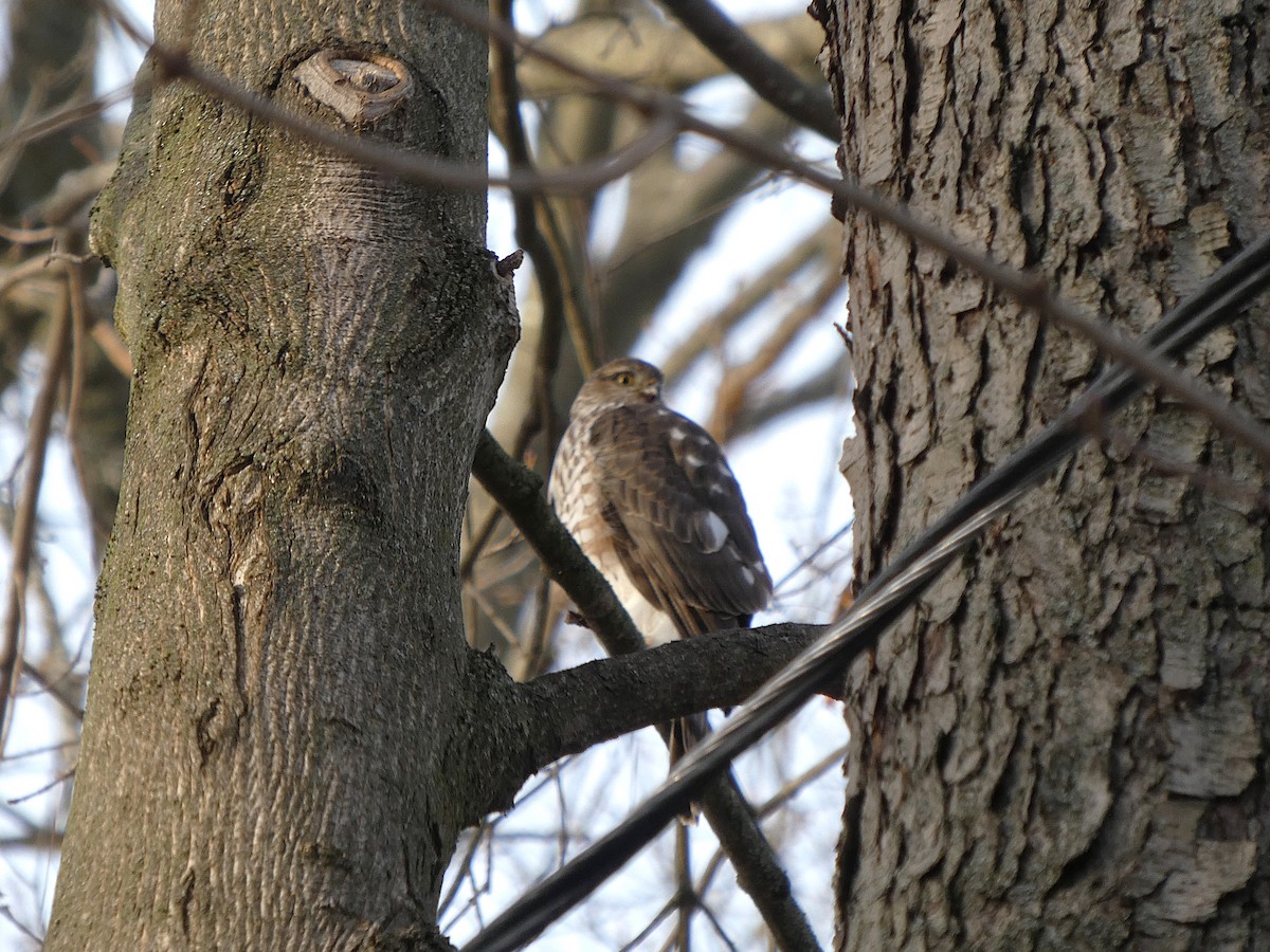 Sharp-shinned Hawk (Northern) - ML646863416