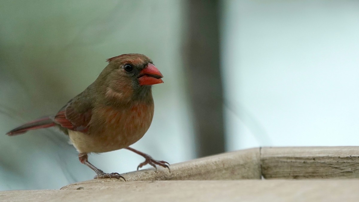 Northern Cardinal - ML646863419