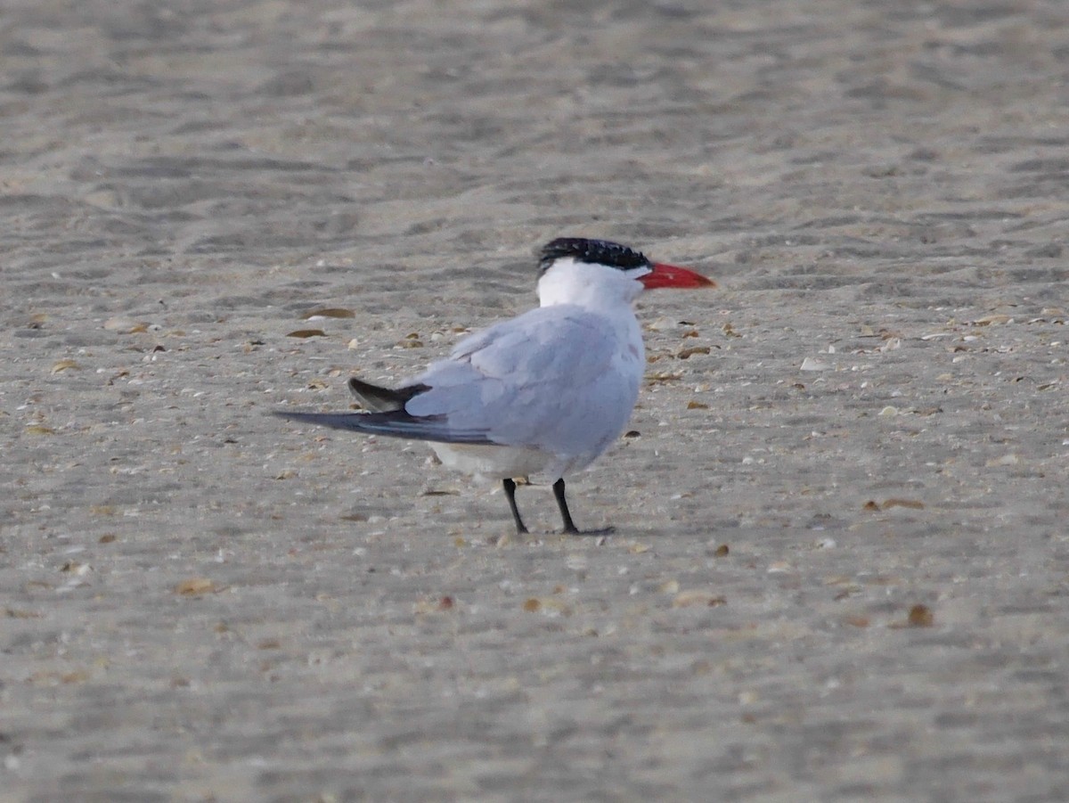 Caspian Tern - ML646863422