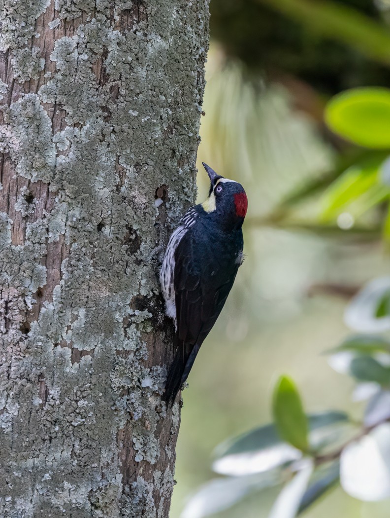 datel sběrač - ML646863428