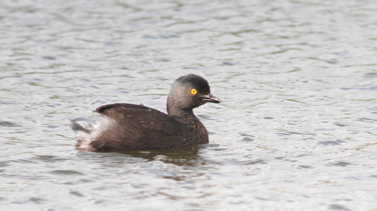 Txilinporta beltza - ML646863436