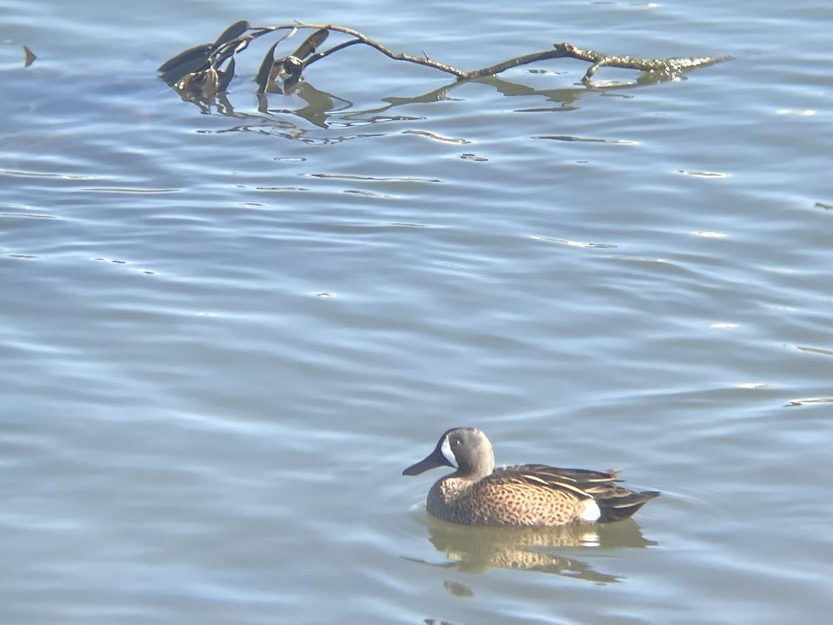 שרשיר כחול-כנף - ML646863437