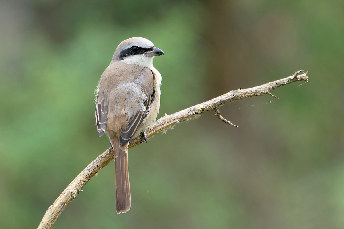 Сорокопуд сибірський (підвид lucionensis) - ML646863439