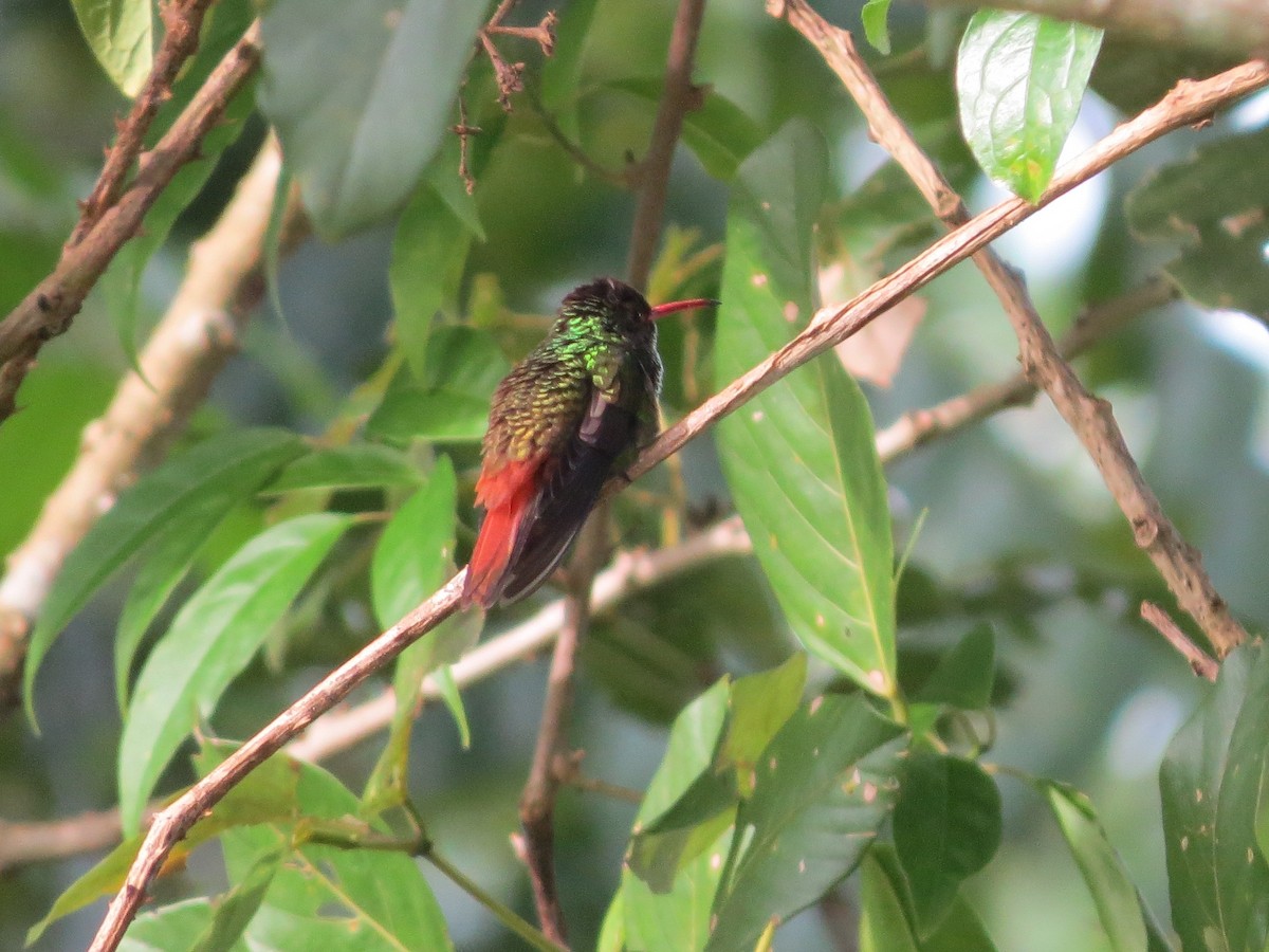 Amazilia Tzacatl - ML646863441