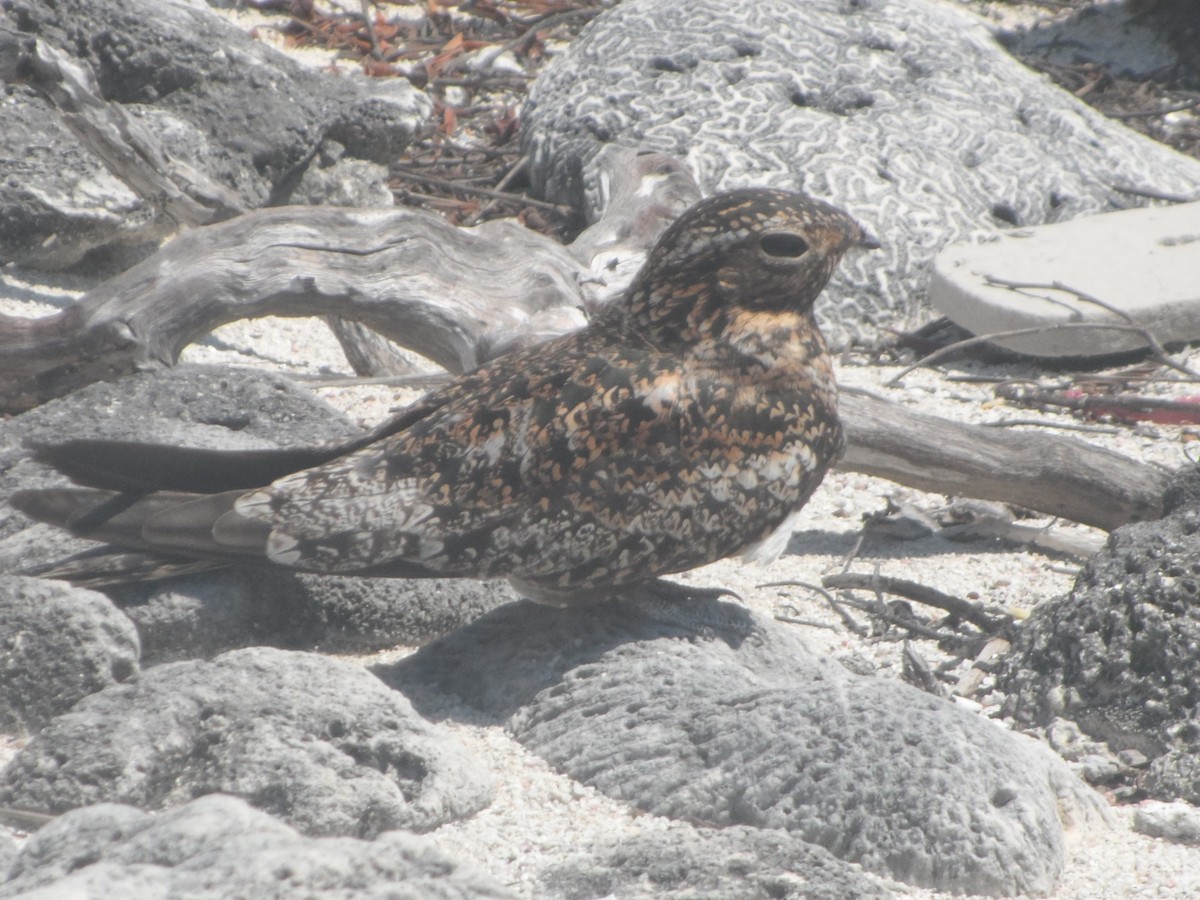 Антильский сумеречник - ML646863444