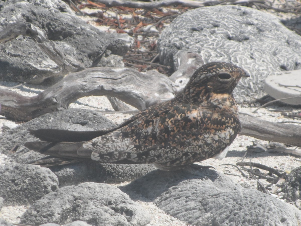 Антильский сумеречник - ML646863445