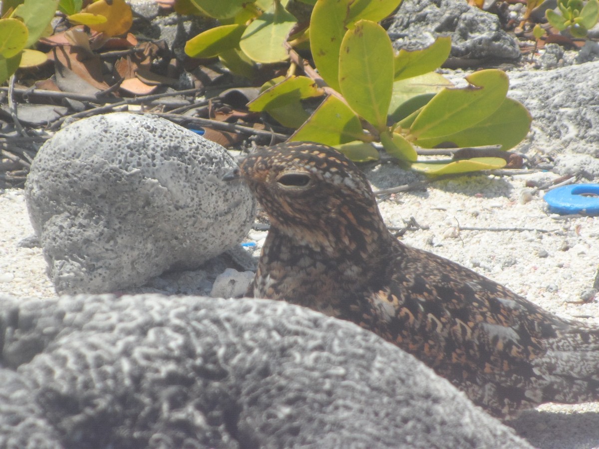 Антильский сумеречник - ML646863446