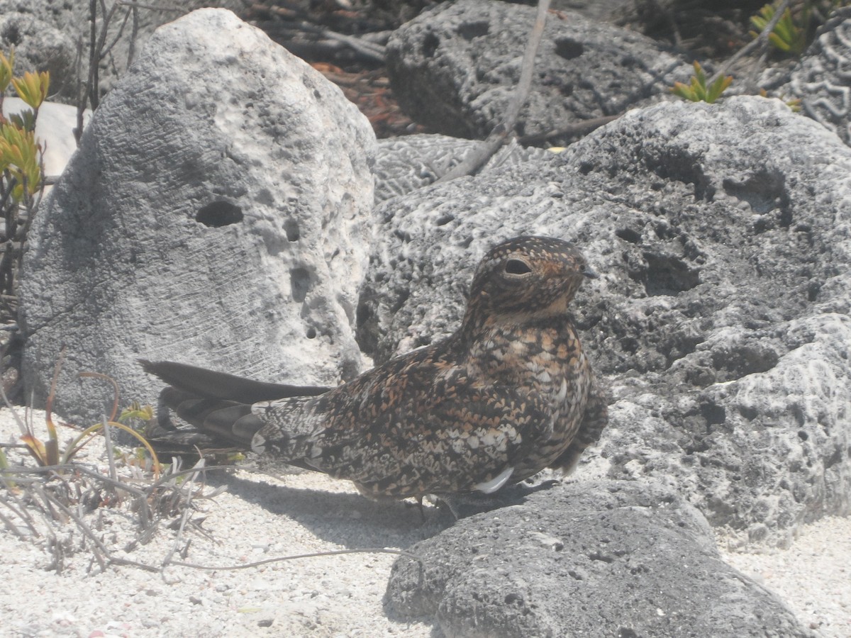 Антильский сумеречник - ML646863447