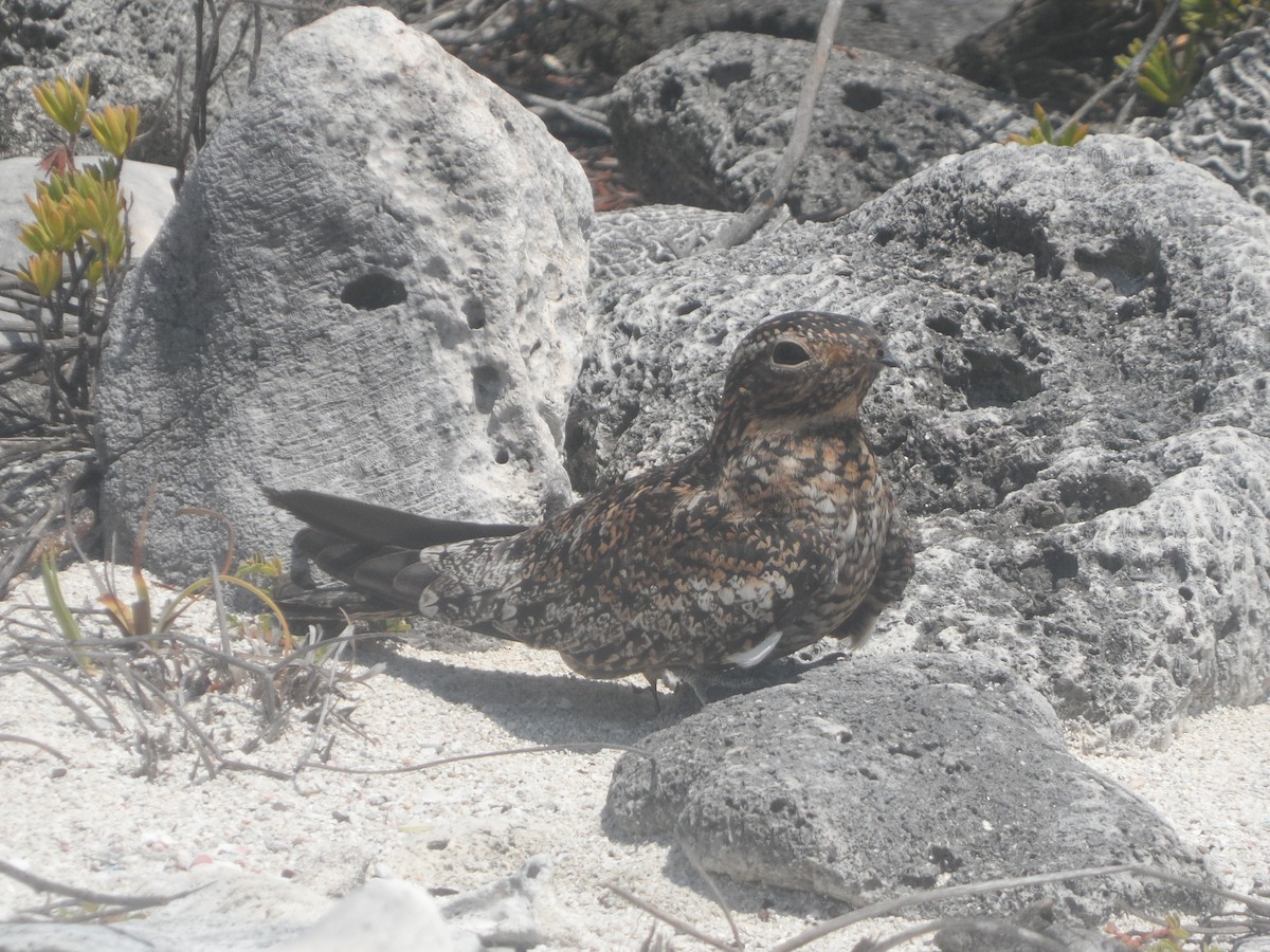 Антильский сумеречник - ML646863448