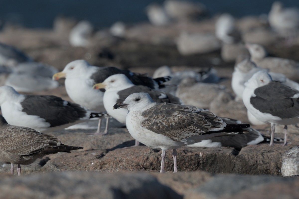 Great Black-backed Gull - ML646863449