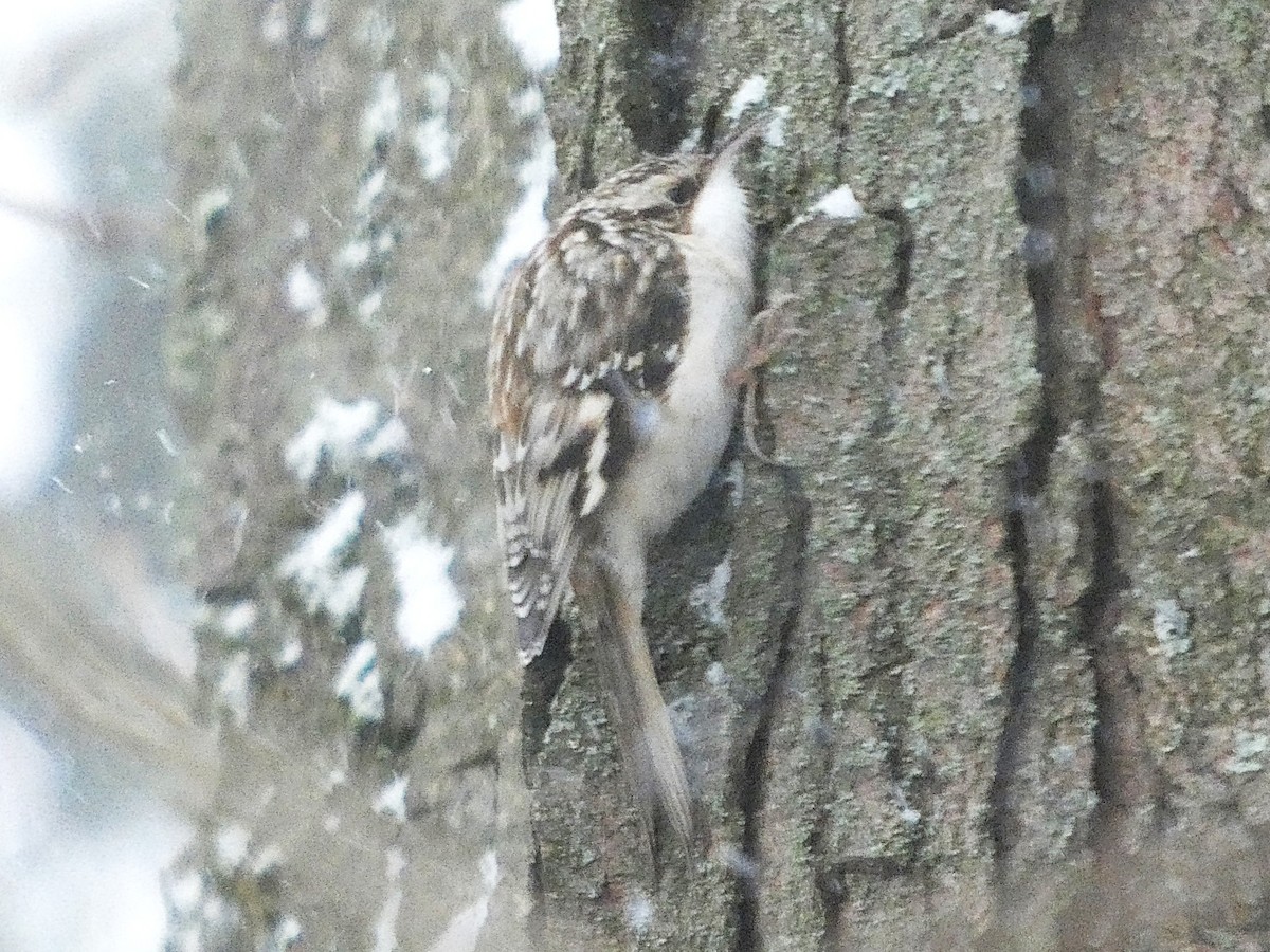 Brown Creeper - ML646863450