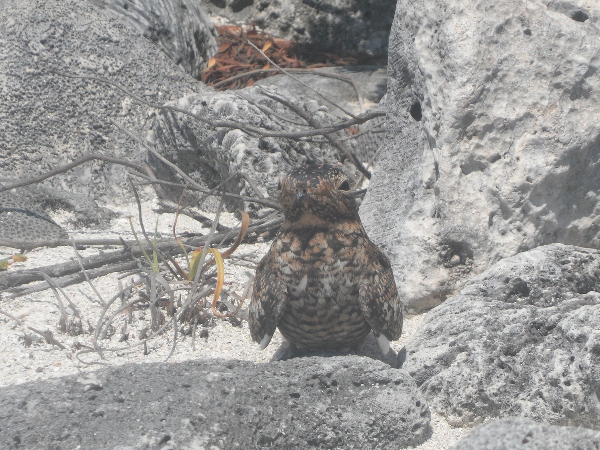 Антильский сумеречник - ML646863451