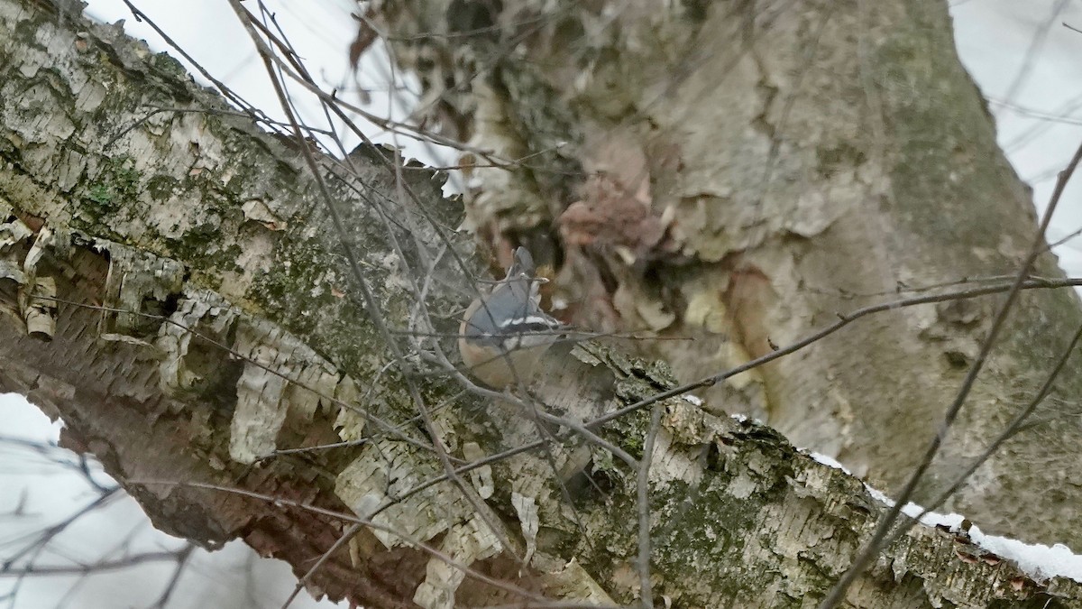 Red-breasted Nuthatch - ML646863452