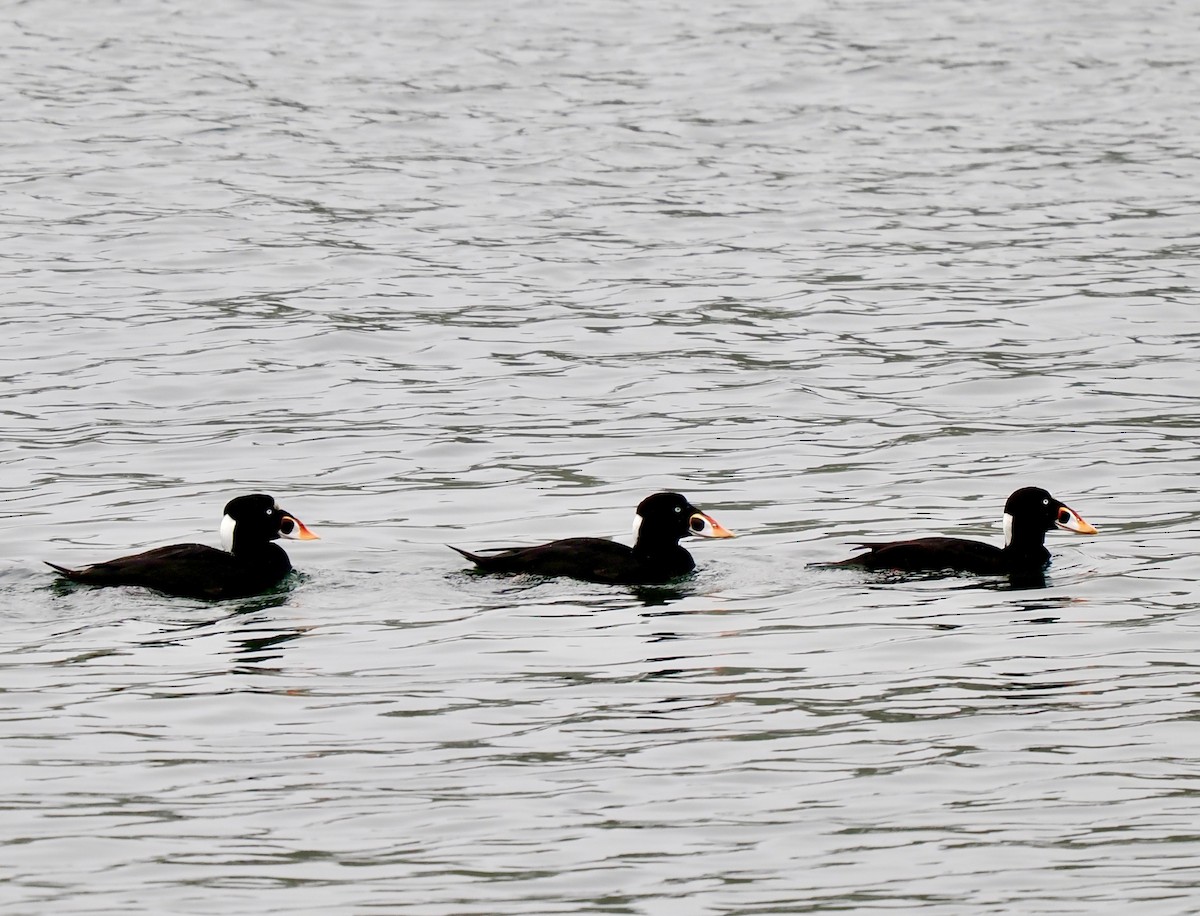 アラナミキンクロ - ML646863455