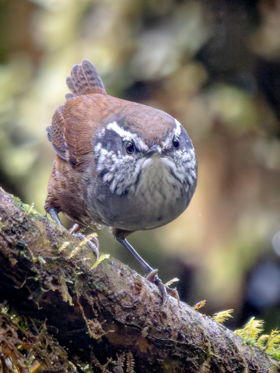 Munchique Wood-Wren - ML646863456