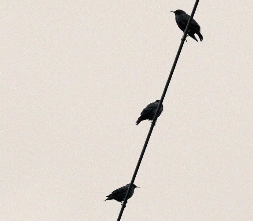 Шпак піренейський - ML646863457