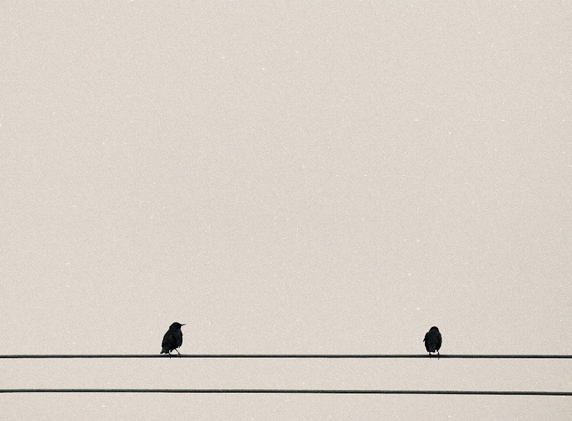 Шпак піренейський - ML646863458